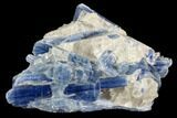 Vibrant Blue Kyanite Crystals In Quartz - Brazil #118848-1
